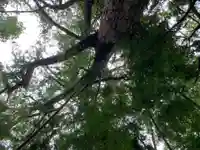 白山神社の自然