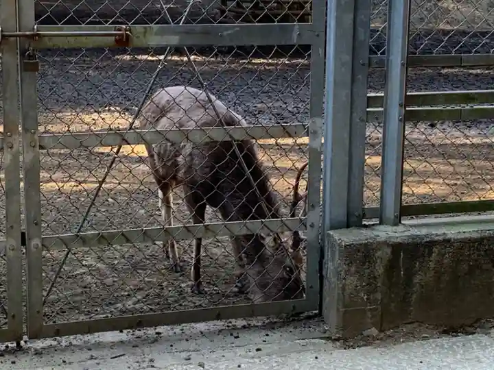 鹿島神宮の動物
