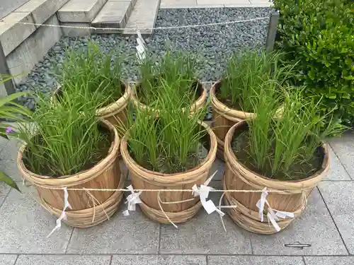 東京大神宮(東京都)