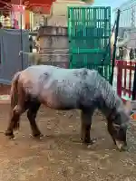 神田神社(神田明神)の{uncategorized: "未分類", other: "その他", undefined: "問題あり", building: "その他建物", grave: "お墓", sacred_gate: "鳥居", guardian: "狛犬", statue: "像", buddha: "仏像", history: "歴史", nature: "自然", garden: "庭園", animal: "動物", pagoda: "塔", temizu: "手水舎", mountain_gate: "山門・神門", sanctuary: "本殿・本堂", subordinate: "末社・摂社", art: "芸術", scenery: "景色", jizo: "地蔵", ema: "絵馬", goshuin: "御朱印", omikuji: "おみくじ", items: "授与品その他", amulet: "お守り", goshuincho: "御朱印帳", eats: "食事", festival: "お祭り", votive_dance: "神楽", shichigosan: "七五三参", wedding: "結婚式", experience: "体験その他", initially: "初詣", around: "周辺", anti_infection: "感染症対策"}