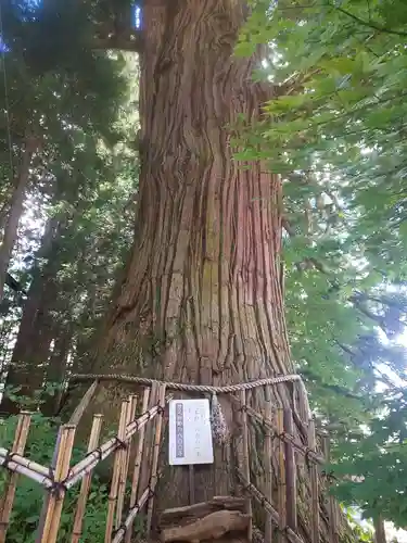 戸隠神社中社の自然
