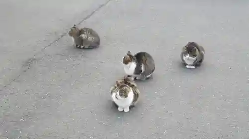 御誕生寺（猫寺）の動物