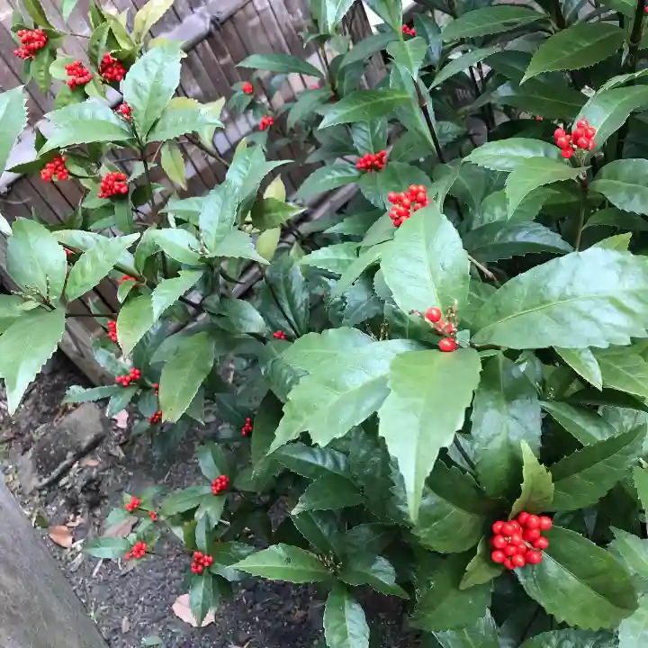 天台宗 長窪山 正覚寺の自然