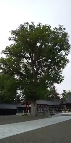 北海道護國神社の自然