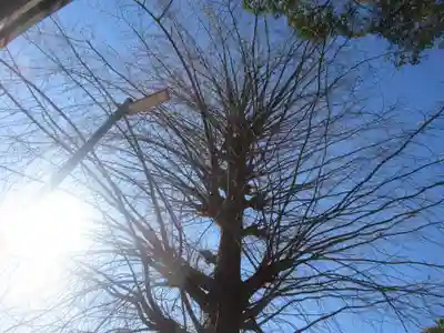 大久保青木神社の自然