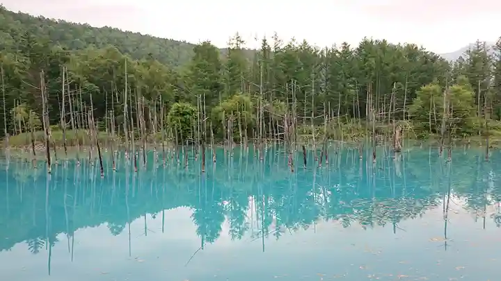 白金神社の自然