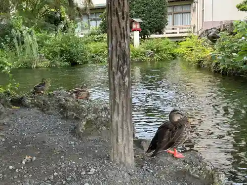 富士山本宮浅間大社(静岡県)