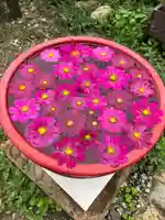 般若寺 ❁コスモス寺❁(奈良県)