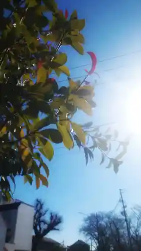 秋葉神社の自然