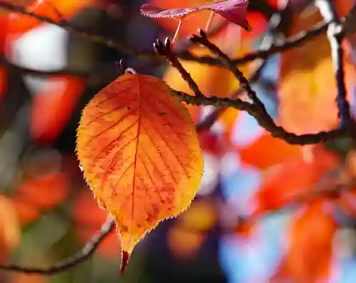 三津厳島神社(愛媛県)
