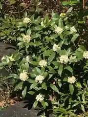 青山熊野神社の自然