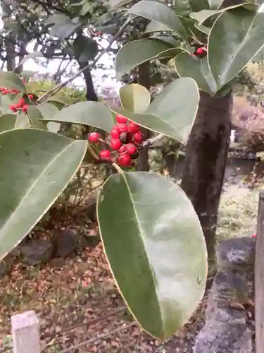 籠守勝手神社（木曽川町黒田）の自然