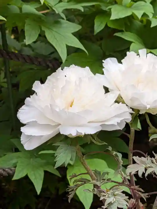 東長谷寺 薬王院(東京都)