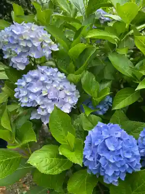 元興寺(奈良県)
