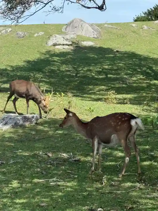 金華山黄金山神社(宮城県)