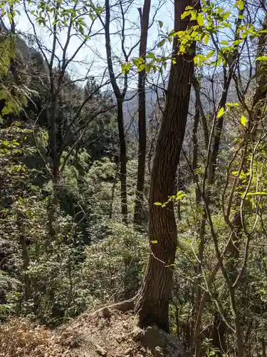 琴平神社の自然