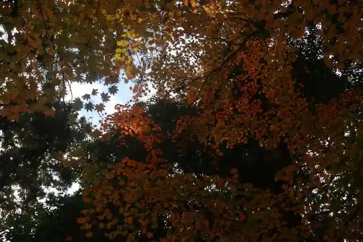 鹿島大神宮の自然