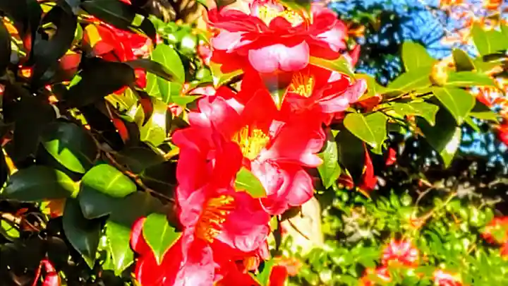 十所社(九之坪)の自然