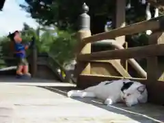 今市報徳二宮神社の動物