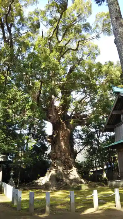 川津来宮神社の自然