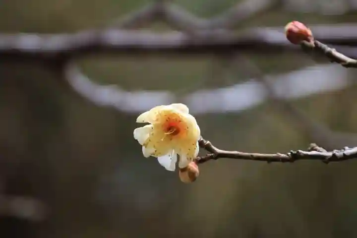 開成山大神宮の自然