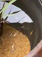 滋賀県護国神社の動物