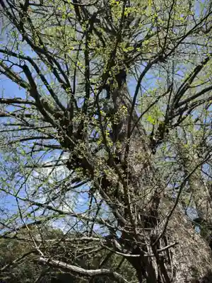 赤坂氷川神社(東京都)
