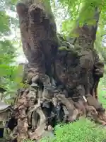 來宮神社(静岡県)