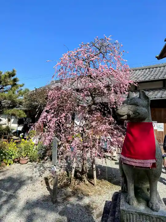 源九郎稲荷神社の狛犬