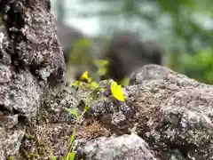 高峯神社(大室神社奥宮)の自然