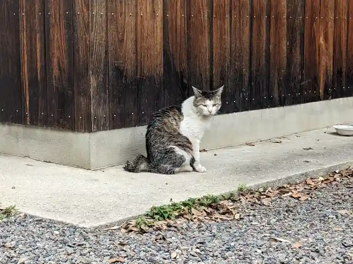 八幡社(柏井町)の動物