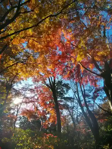 高尾山薬王院の自然