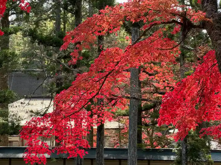 高野山金剛峯寺(和歌山県)