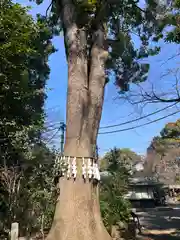 代々木八幡宮(東京都)