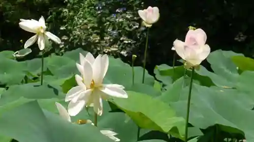 半木神社（賀茂別雷神社境外末社）の自然