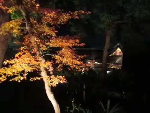 北野天満宮の自然