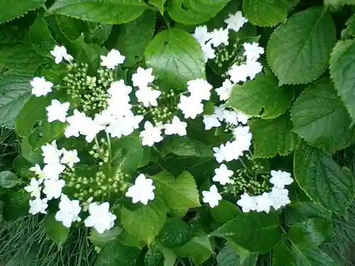 御霊神社の自然