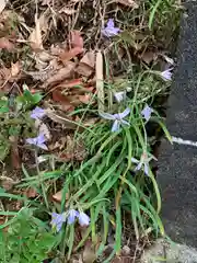 諏訪神社の自然