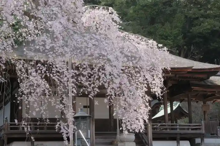 金剛寺(大阪府)
