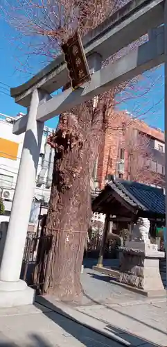 柏神社の鳥居