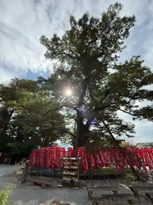 秩父今宮神社(埼玉県)