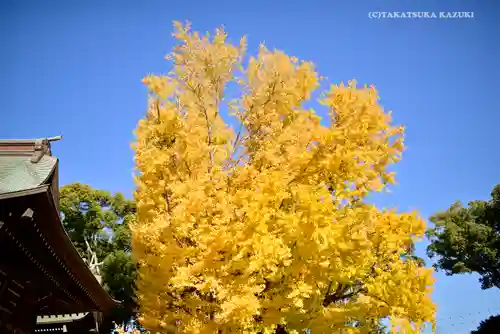 葛飾八幡宮の自然