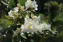 三春大神宮の庭園