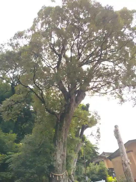 日枝神社の自然