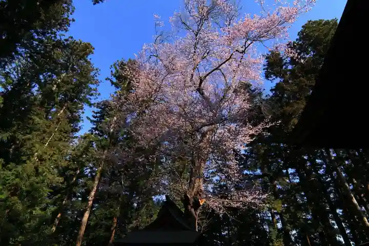 田村神社の自然