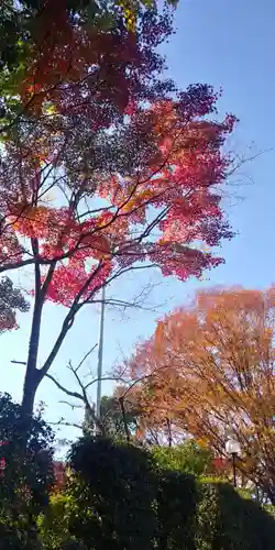 佐久奈度神社の自然