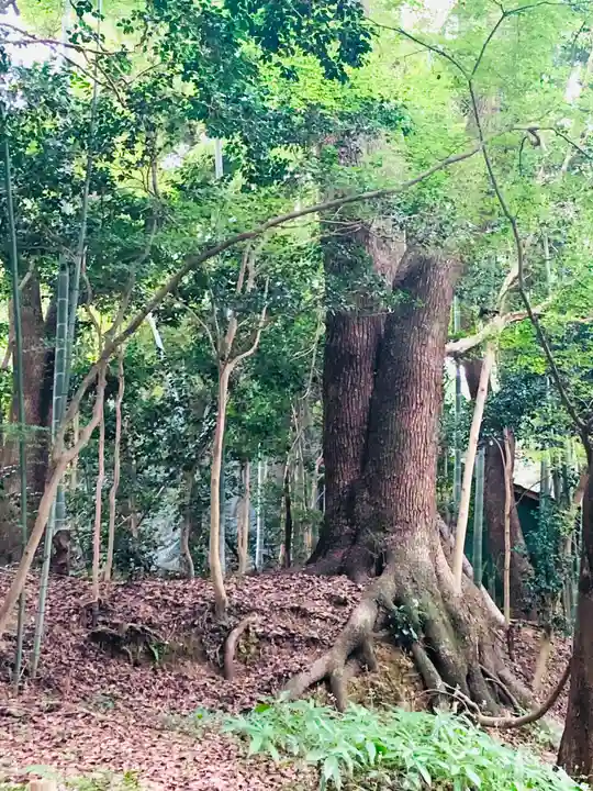 石清水八幡宮の自然