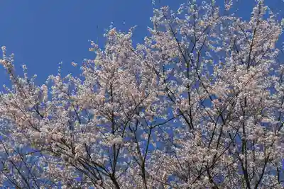 赤岩稲荷神社の自然