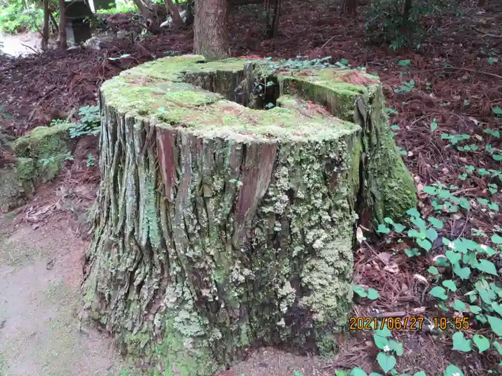 鹿島大神宮の自然
