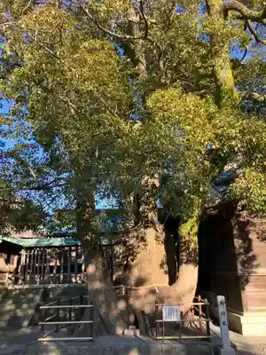 焼津神社(静岡県)